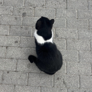 Kot domowy, inspiracja, biały, czarny,