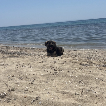 bezdomny piesek na plaży, Grecja, plaża, lato